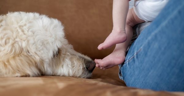 Rir até chorar com animais de estimação 