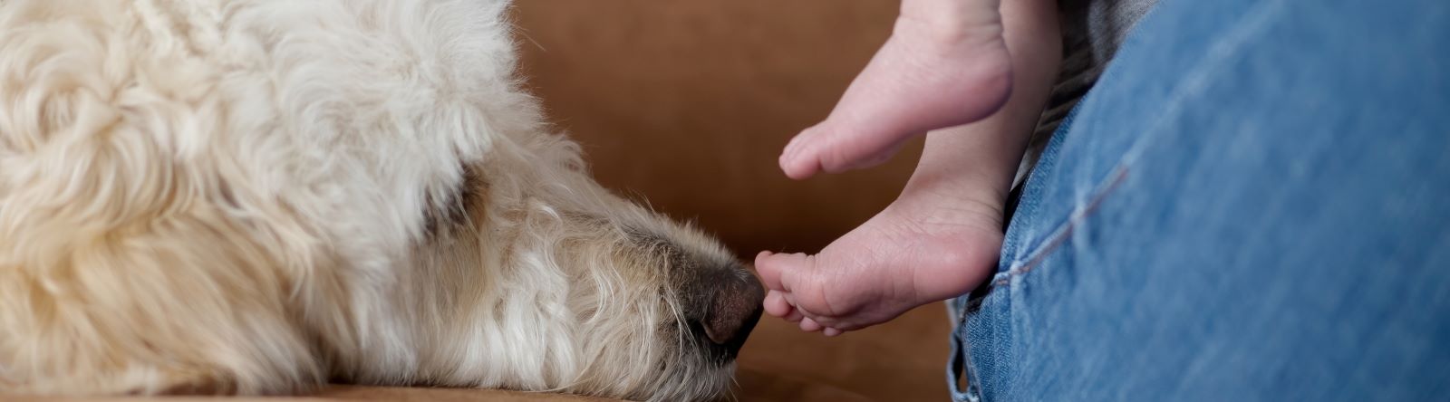 Preparing A Dog For A New Baby At Home Hospital Da Luz Clinica Da Figueira Da Foz